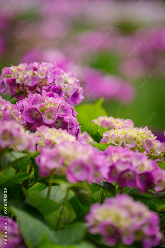 Obraz premium 梅雨に咲く紫陽花 
