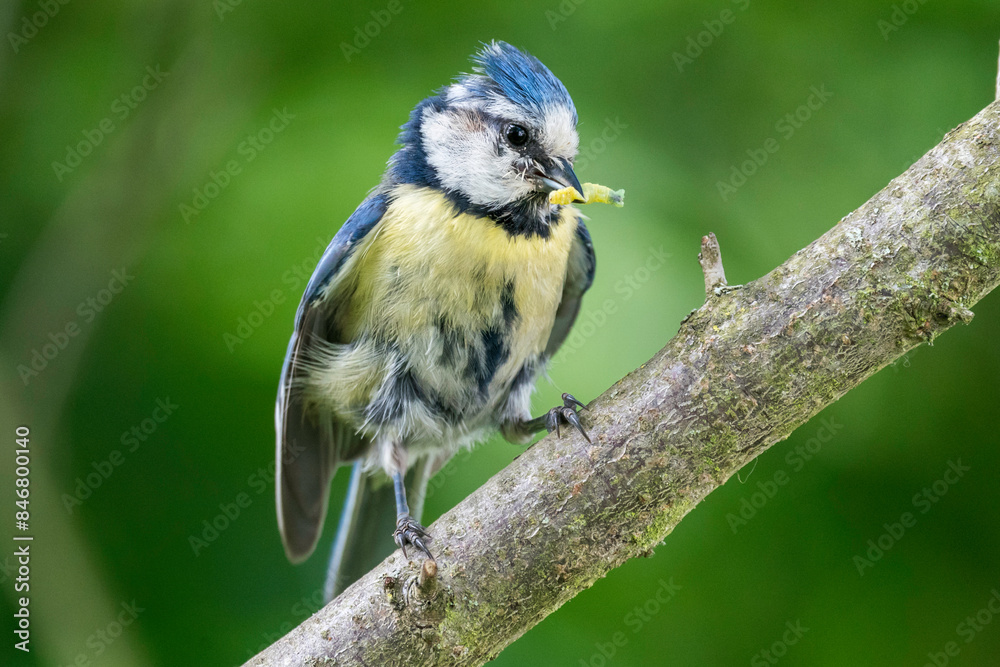 Obraz premium Blaumeise mit Futter