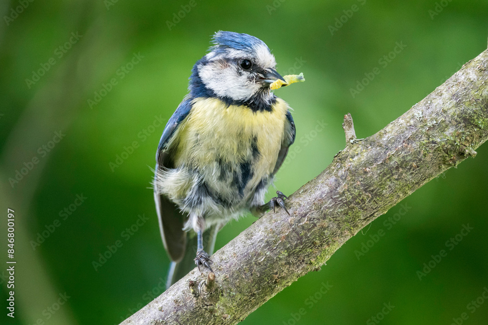 Fototapeta premium Blaumeise mit Futter