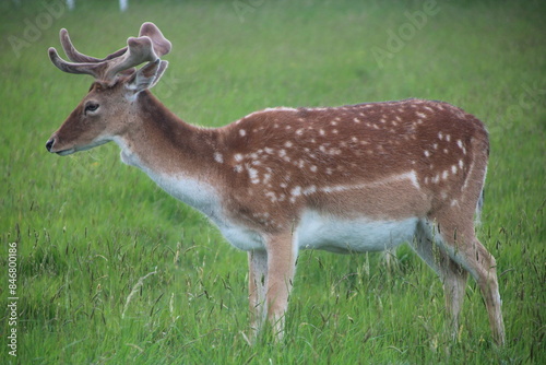 Photography Phoenix park, dublin