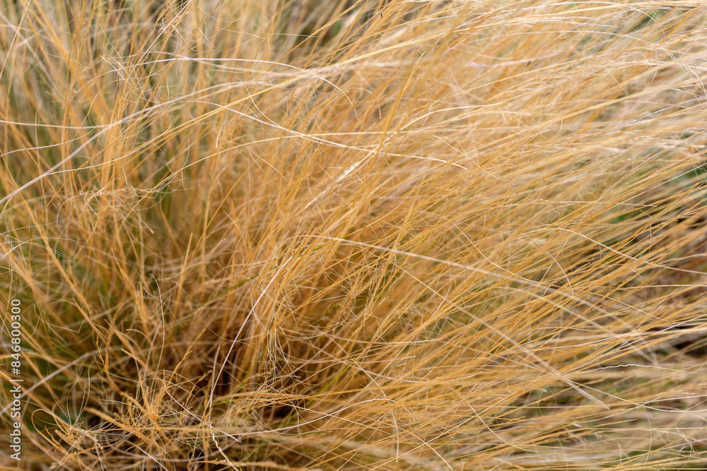 autumn day in a clearing with dried vegetation, windy weather, morning, panorama of the area autumn day in a clearing with dried vegetation, windy weather, morning, panorama of the area