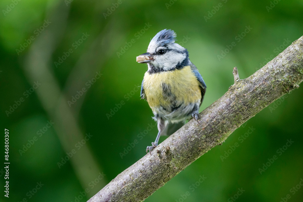 Obraz premium Blaumeise mit Futter