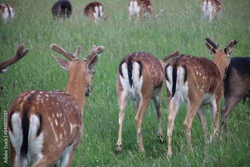 Phoenix park, dublin