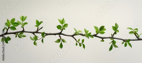 Leafy Green Tree Branch