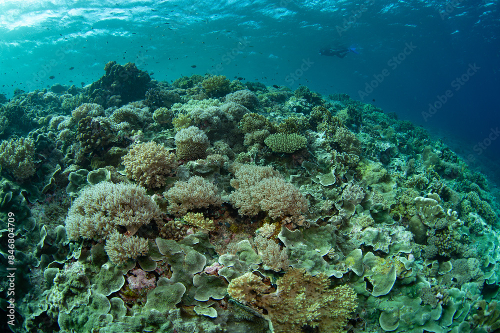 Obraz premium Healthy corals cover a reef slope on a remote island in the Forgotten Islands of Indonesia. This beautiful region harbors extraordinary marine biodiversity.