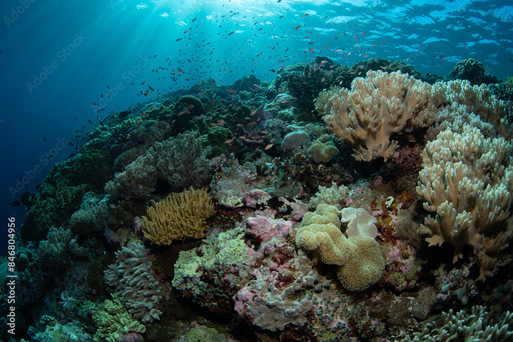 Obraz premium Healthy corals cover a reef slope on a remote island in the Forgotten Islands of Indonesia. This beautiful region harbors extraordinary marine biodiversity.