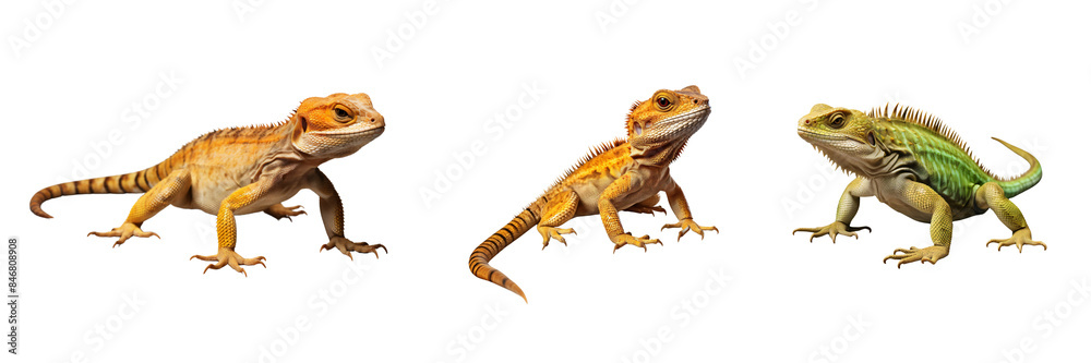 Naklejka premium Realistic High Detail Lizard Isolated on Transparent Background