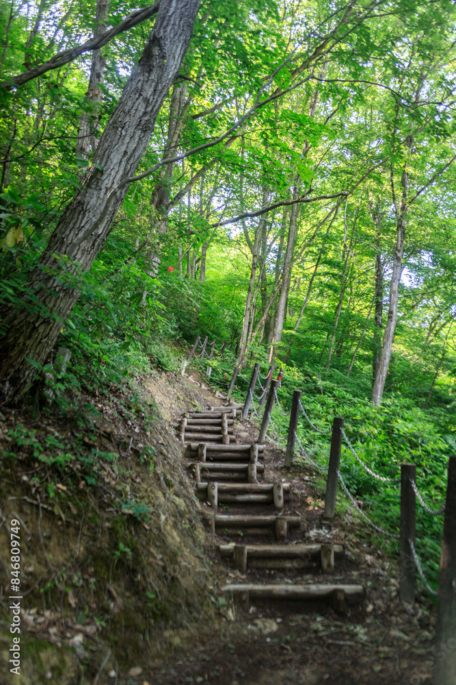 A Serene Path Through the Verdant Forest A Serene Path Through the Verdant Forest