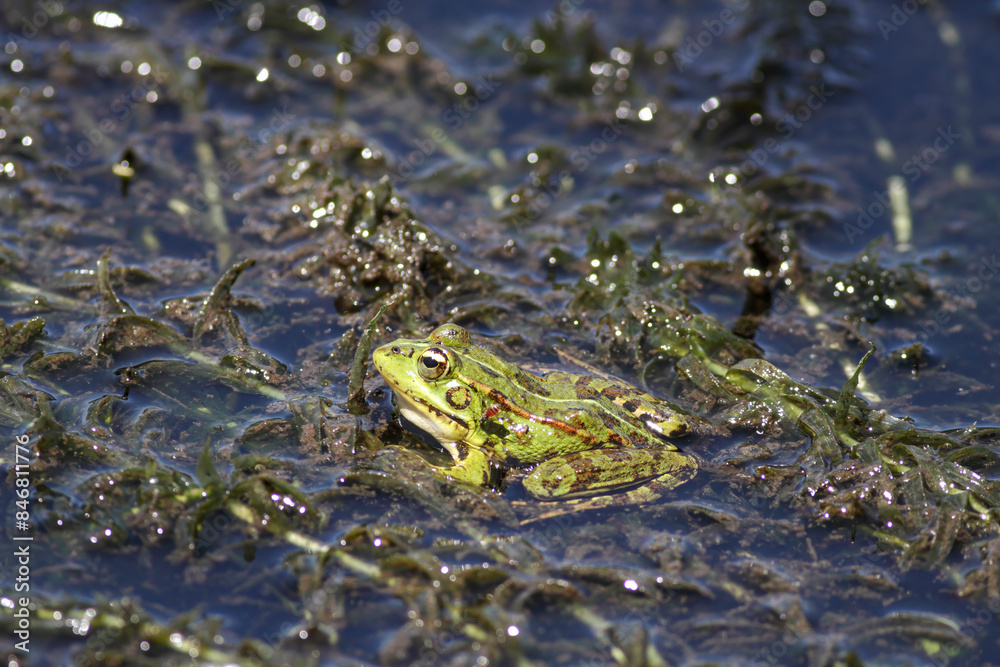 Common green frog closeup Common green frog closeup
