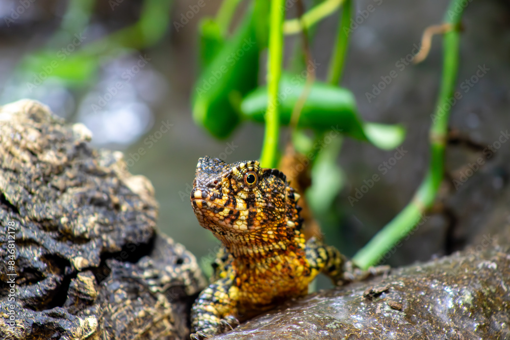 Obraz premium Chinese Crocodile Lizard in Forest Setting