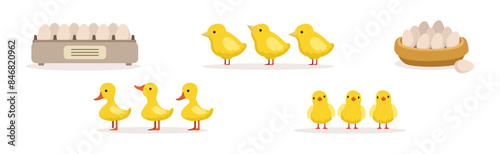 Farm Bird and Rural Poultry Feathered Fauna Vector Set