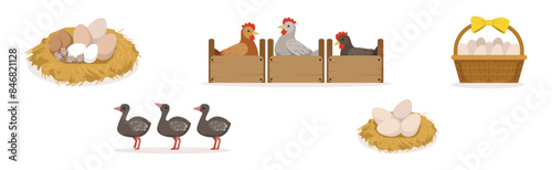 Farm Bird and Rural Poultry Feathered Fauna Vector Set