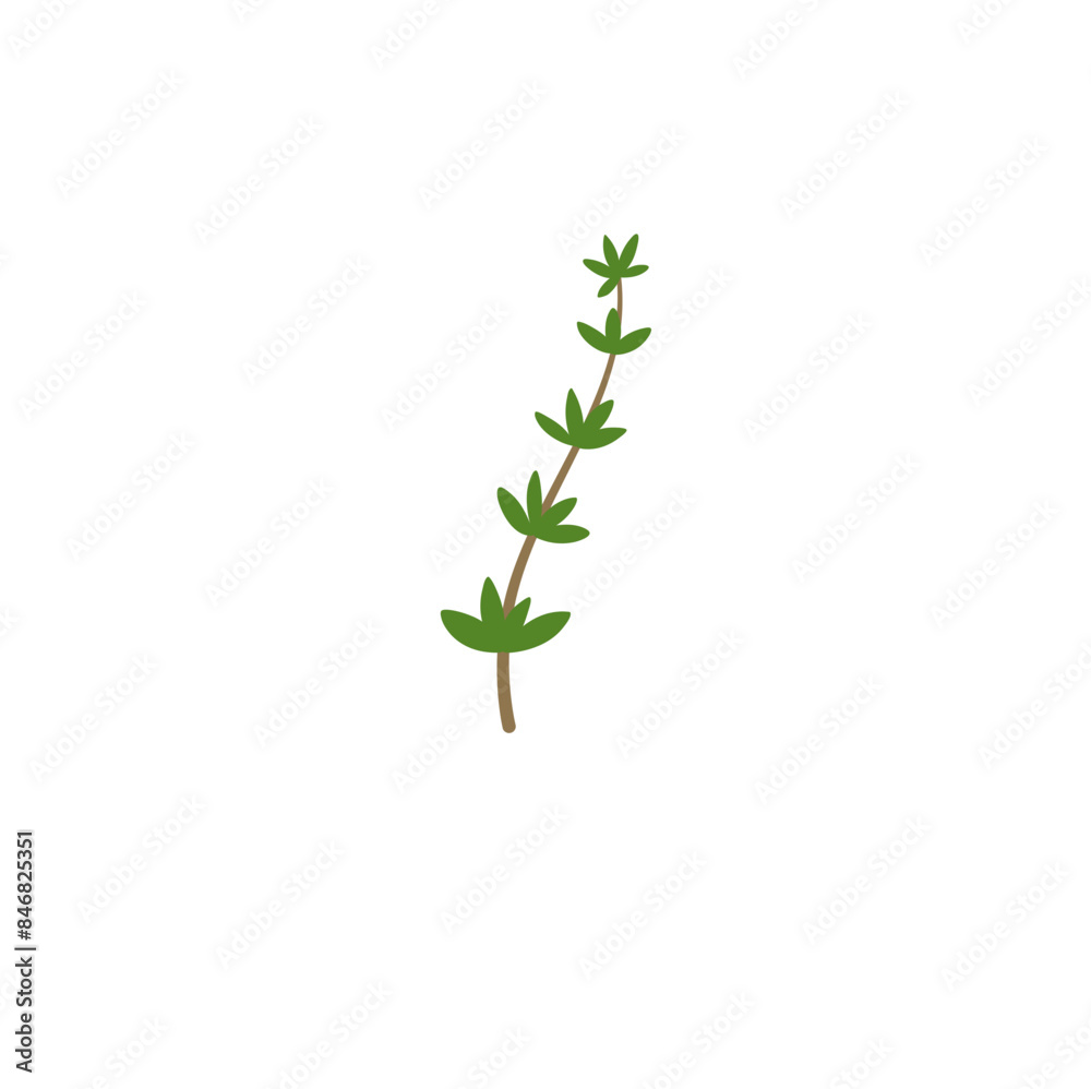 Thyme Branches Illustration Thyme Branches Illustration