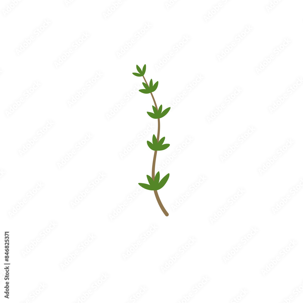 Obraz premium Thyme Branches Illustration