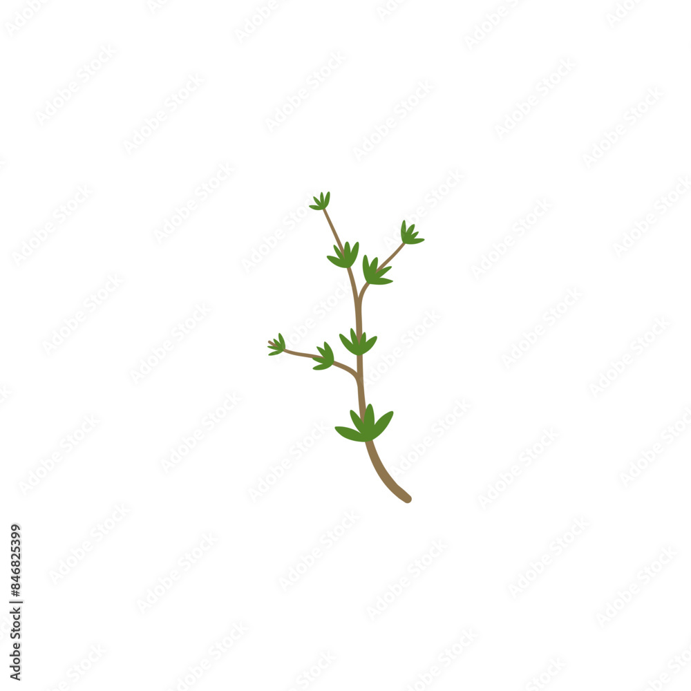 Obraz premium Thyme Branches Illustration