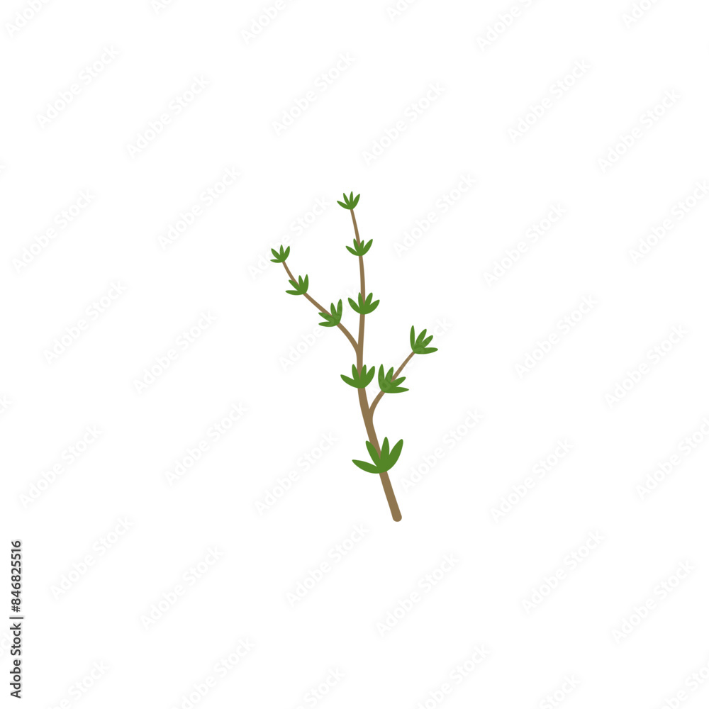 Fototapeta premium Thyme Branches Illustration