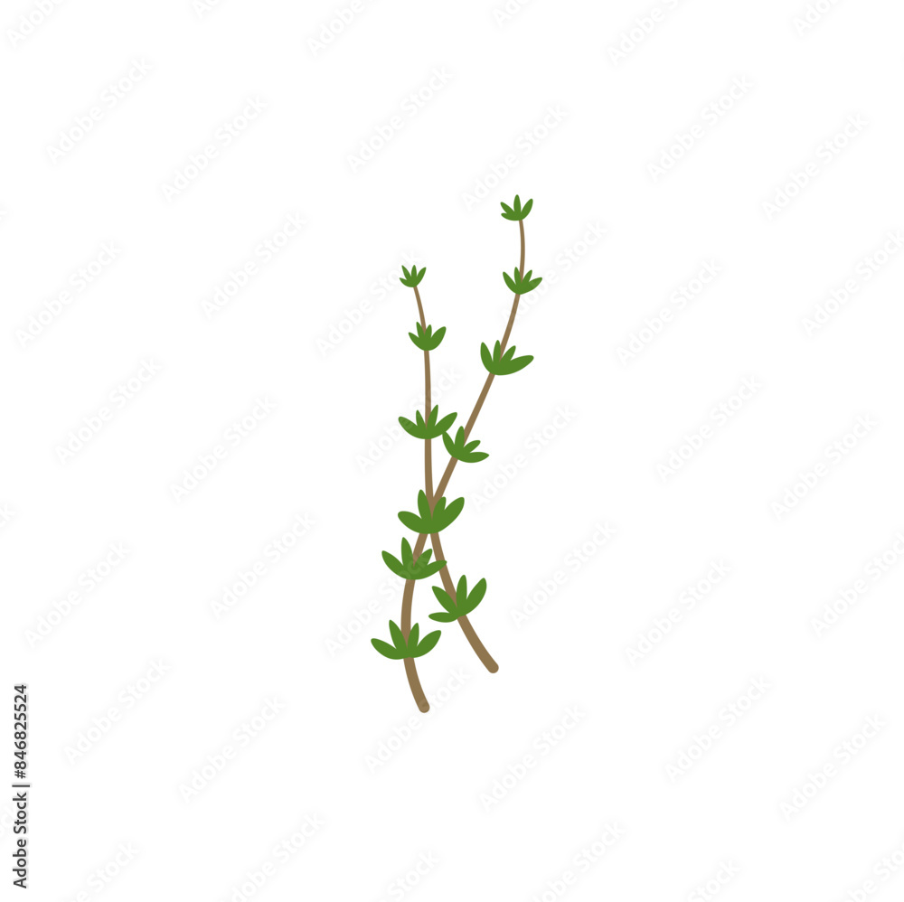 Fototapeta premium Thyme Branches Illustration