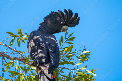 Red-tailed black cockatoo, Kakadu National Park, Northern Territory, Australia