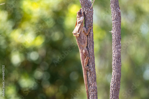 Frilled lizard in a tree, Kakadu National Park, Northern Territory, Australia
