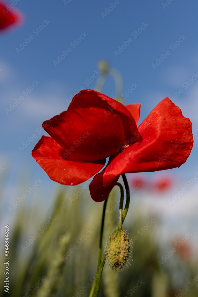 Obraz premium Beautiful red poppies in a field at sunset. Blooming poppy field