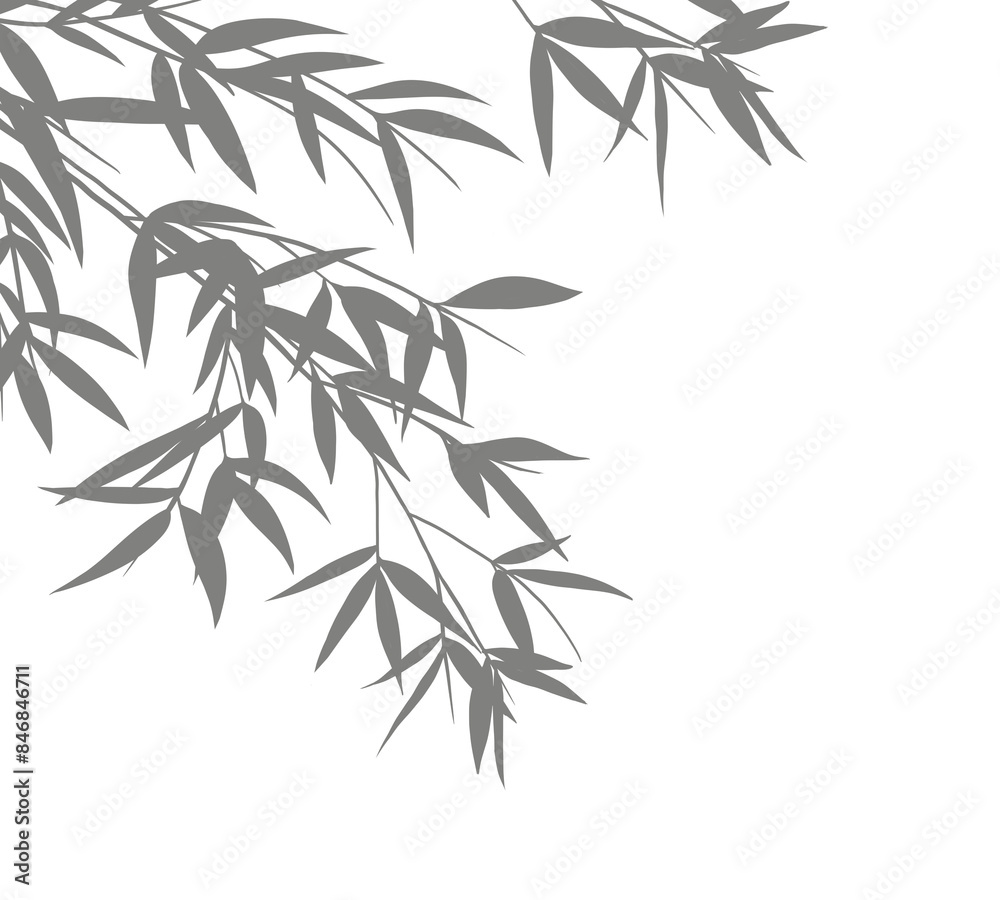 Fototapeta premium Leaves silhouette, Shadows of bamboo isolated
