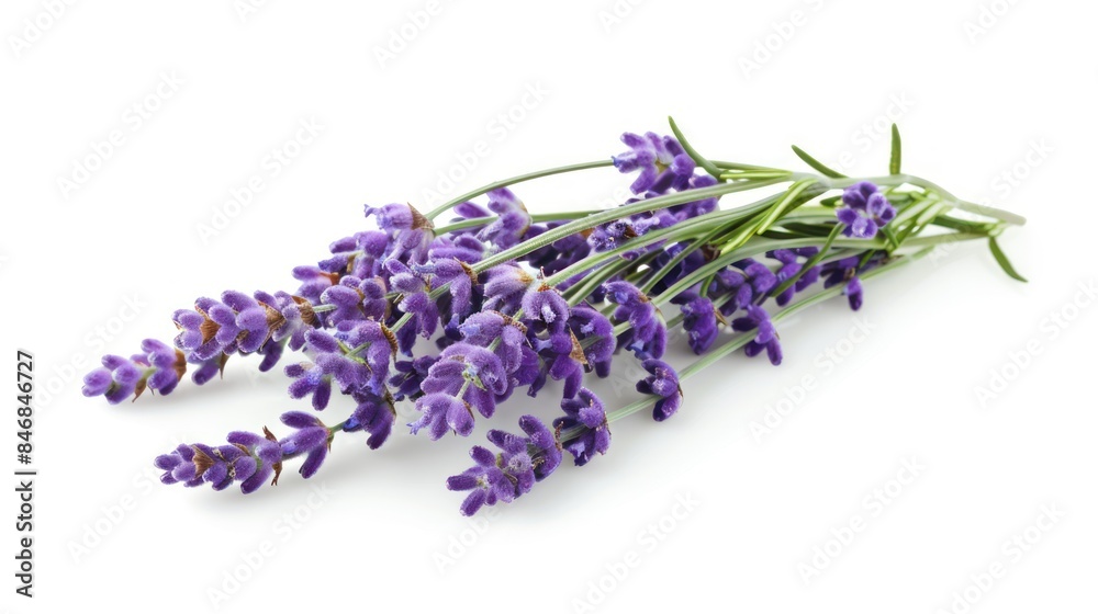 Lavender isolated white background Lavender isolated white background