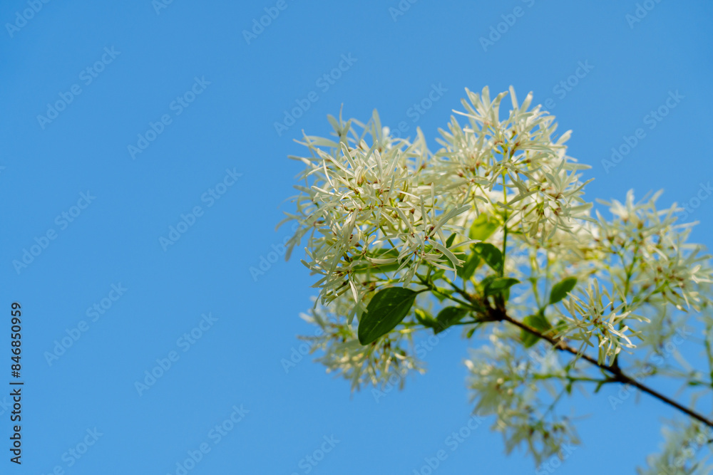 White tassel tree flower against blue sky in sunlight White tassel tree flower against blue sky in sunlight