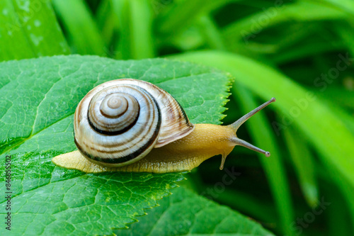 Cepaea vindobonensis - crawling land lung mollusk with a yellow body