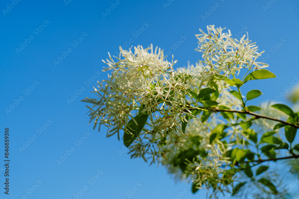 White tassel tree flower against blue sky in sunlight White tassel tree flower against blue sky in sunlight