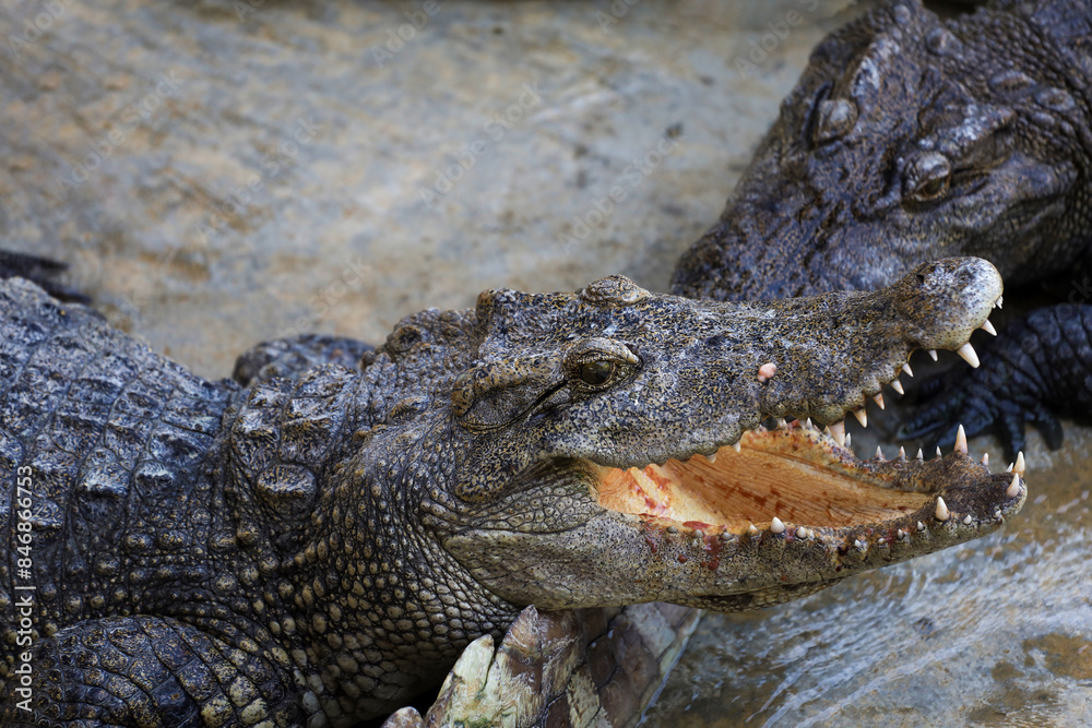 Obraz premium Close up the crocodile on garden