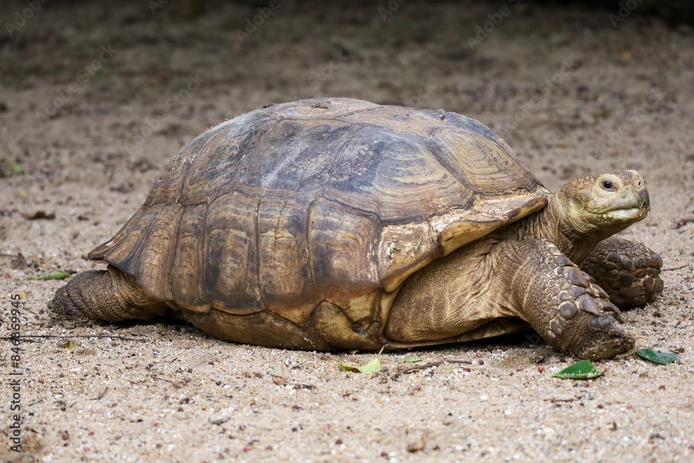 Sulcata tortoise in the garden at thailand Sulcata tortoise in the garden at thailand