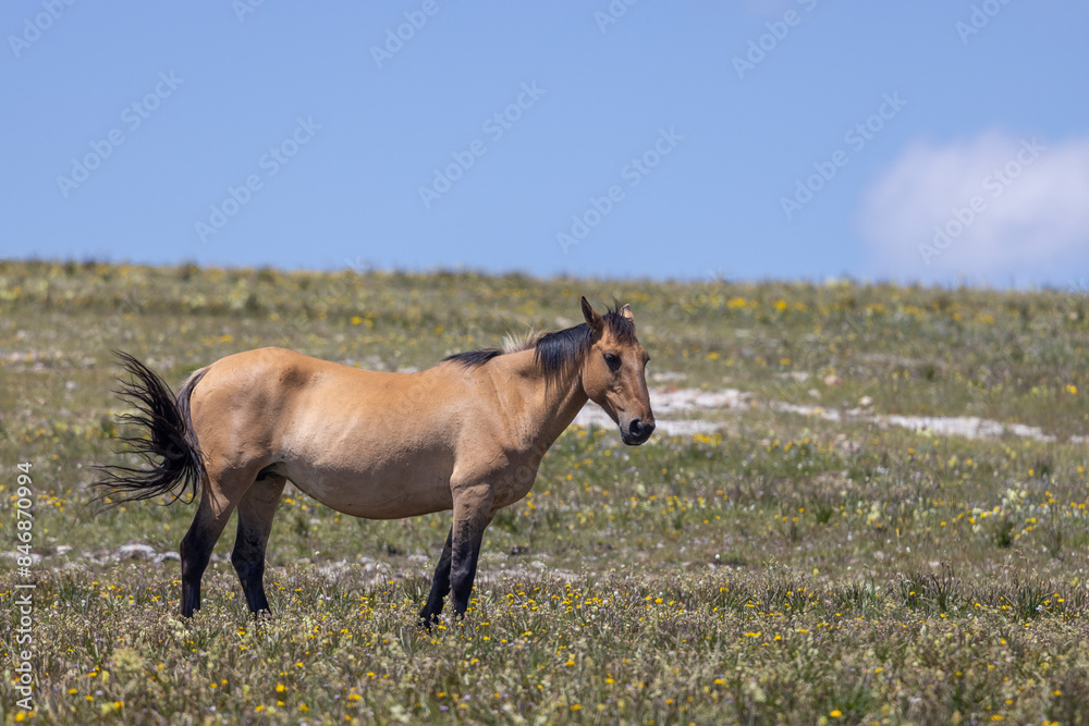 Fototapeta premium Wild Horse in Summer in the Pryor Mountains Montana