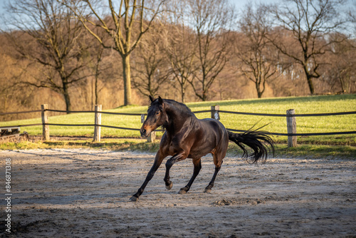 Brioso, Lusitano, 5 Jahre alt