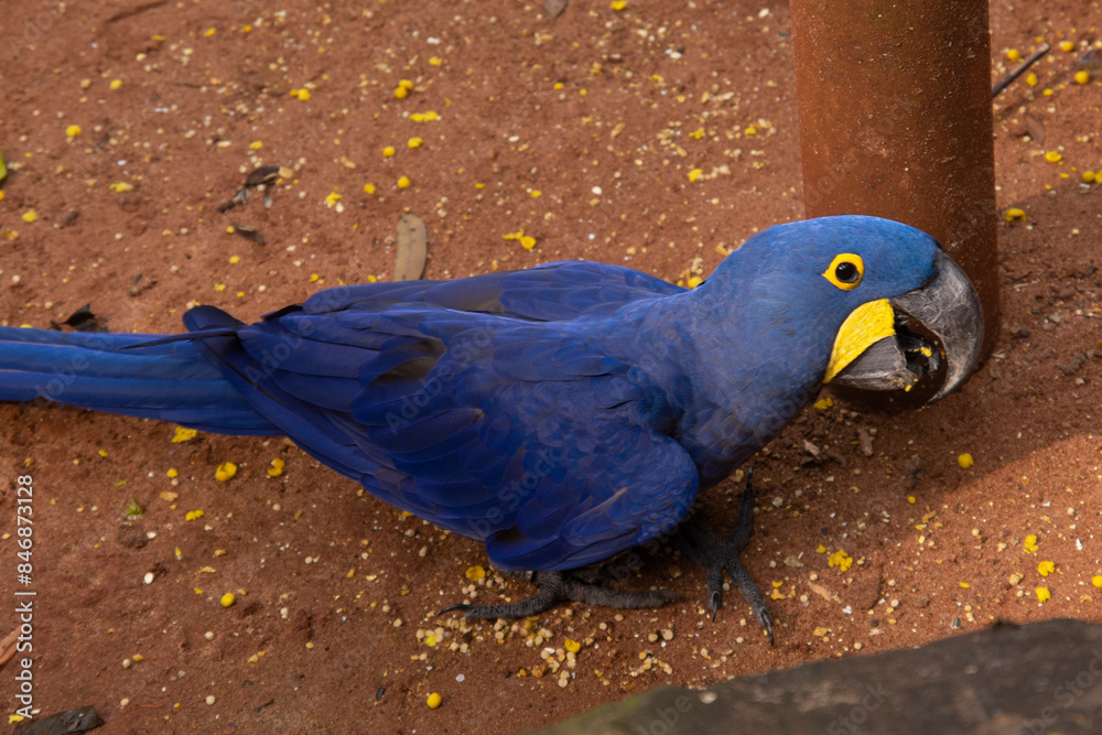 Obraz premium A bright beautiful parrot Ara ararauna is feeding. A tropical bird with blue-yellow plumage and a long tail eats grains scattered on the ground. Side view. Bird Park. Brazil. Foz do Iguazu