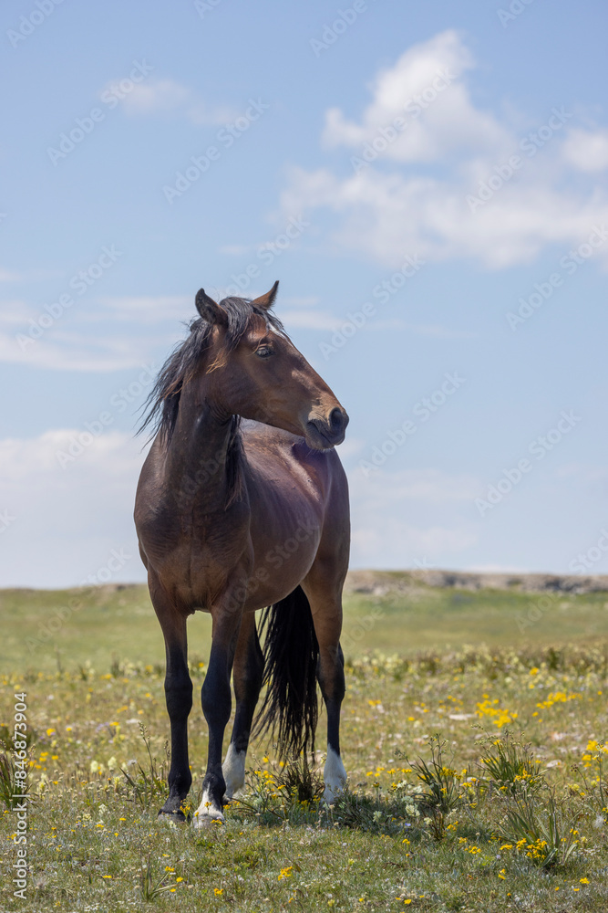 Wild Horse in Summer in the Pryor Mountains Montana Wild Horse in Summer in the Pryor Mountains Montana