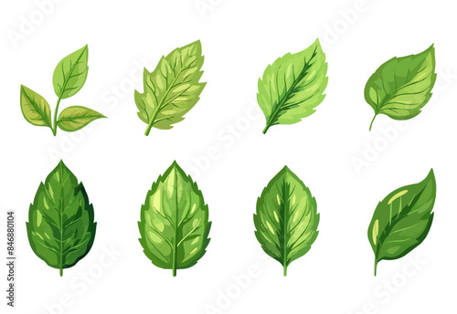 vector set of different isolated green leaves icon white background 