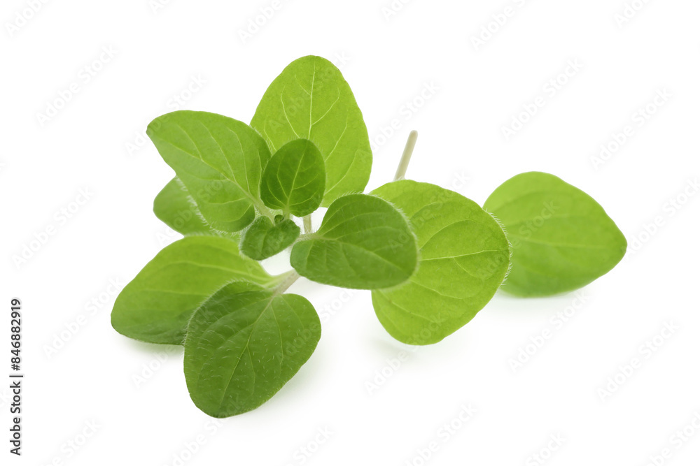 Sprig of fresh green oregano isolated on white Sprig of fresh green oregano isolated on white