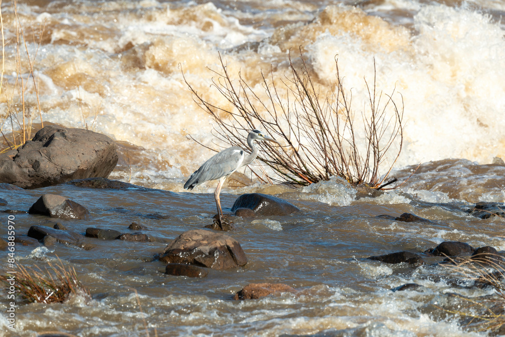 Héron cendré, Ardea cinerea, Grey Heron Héron cendré, Ardea cinerea, Grey Heron
