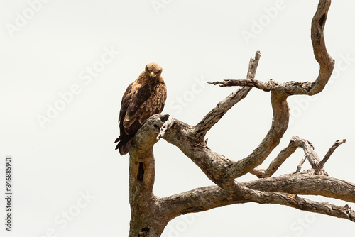 Aigle ravisseur,.Aquila rapax, Tawny Eagle