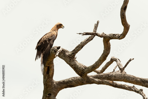 Aigle ravisseur,.Aquila rapax, Tawny Eagle photo