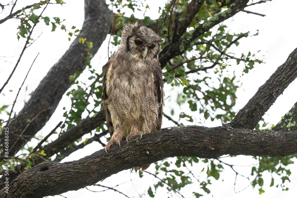 Grand duc de Verreaux,.Ketupa lactea, Verreaux's Eagle Owl Grand duc de Verreaux,.Ketupa lactea, Verreaux's Eagle Owl