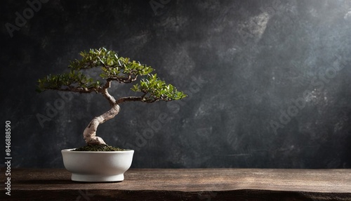  bonsai tree on rustic table photo