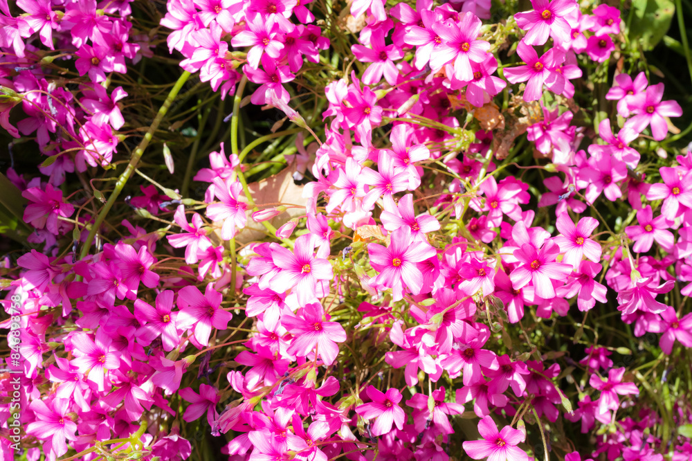 Magnificent, recently bloomed Pink Sorrel seen in a famous, English botanical gardens in early summer. Magnificent, recently bloomed Pink Sorrel seen in a famous, English botanical gardens in early summer.