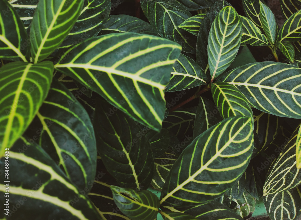 leaves background