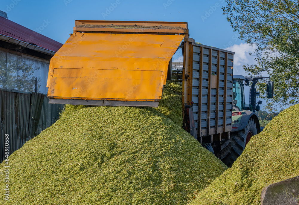 Abladen von Mais auf einer Maissilage während der Maisernte