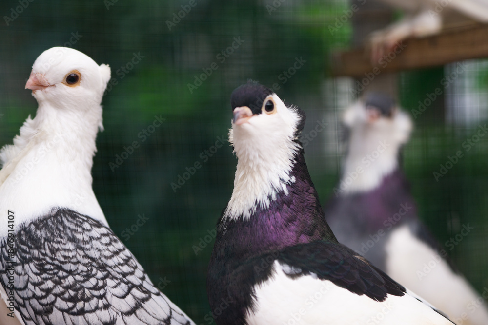 Fototapeta premium Close up of Black and White Pigeon with Unique Feather Pattern, Bird Photography
