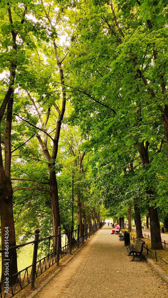 Fototapeta premium Public Park with Tall Trees Nature Landscape and Benches