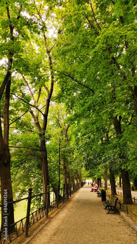 Public Park with Tall Trees Nature Landscape and Benches