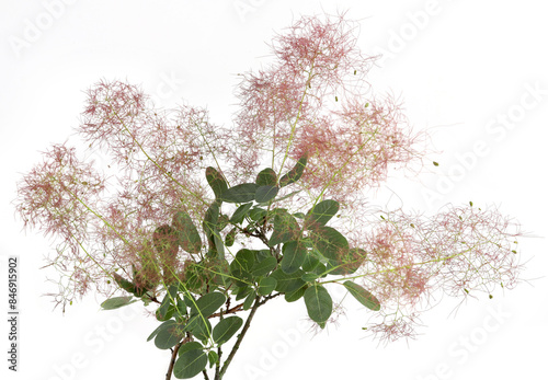 Blooming Smoke tree flowers isolated on white background. Smoke bush Cotinus plant bloom. photo