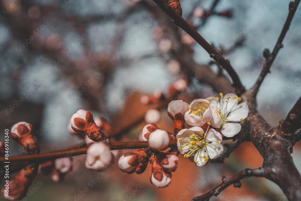 The first spring gentle leaves, buds and branches macro background The first spring gentle leaves, buds and branches macro background